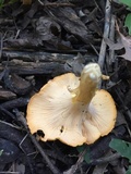 Cantharellus lateritius image