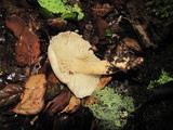Tricholoma saponaceum image