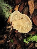 Tricholoma saponaceum image