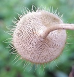 Lentinus swartzii image