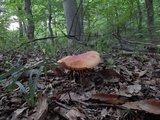 Boletus carminiporus image
