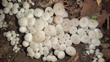 Clitocybula abundans image