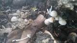 Clitocybula abundans image