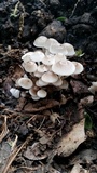 Clitocybula abundans image