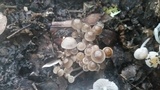 Clitocybula abundans image