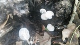 Clitocybula abundans image