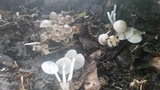 Clitocybula abundans image