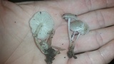 Clitocybula abundans image