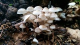 Clitocybula abundans image