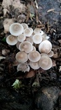Clitocybula abundans image