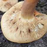 Lactarius volemus image