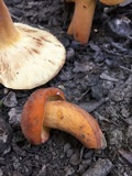 Lactarius volemus image