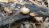 Gloeophyllum striatum image