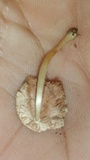 Pluteus longistriatus image