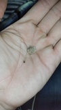 Pluteus longistriatus image