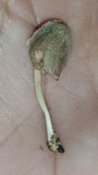 Pluteus longistriatus image
