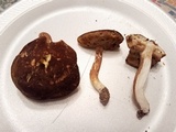 Xanthoconium affine image