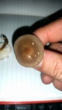 Xerula hispida image