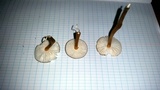 Xerula hispida image