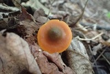 Humidicutis marginata image