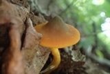 Humidicutis marginata image