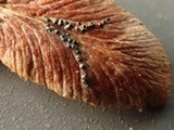 Mycosphaerella pteridis image