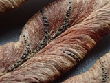 Mycosphaerella pteridis image