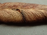 Mycosphaerella pteridis image