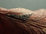 Mycosphaerella pteridis image
