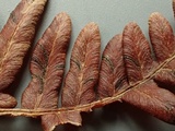 Mycosphaerella pteridis image