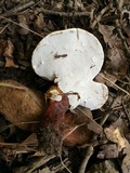 Ganoderma curtisii image