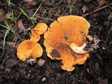 Gymnopilus sapineus image