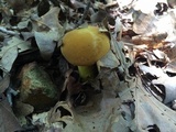 Boletus auripes image