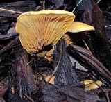 Tapinella panuoides image