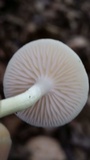 Xerula megalospora image
