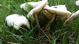 Leucocoprinus brebissonii image