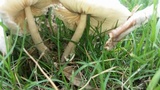 Leucocoprinus brebissonii image