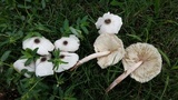 Leucocoprinus brebissonii image