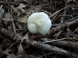 Hygrocybe angustifolia image