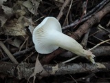 Hygrocybe angustifolia image