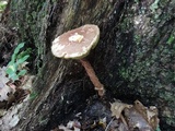 Aureoboletus russellii image