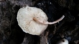 Leucocoprinus cepistipes image
