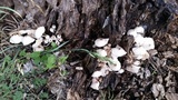 Leucocoprinus cepistipes image