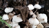 Leucocoprinus cepistipes image