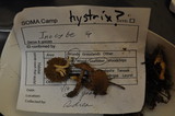 Inocybe hystrix image