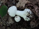 Amanita abrupta image