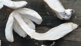 Leucocoprinus cretaceus image