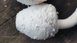 Leucocoprinus cretaceus image