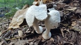 Leucocoprinus cretaceus image