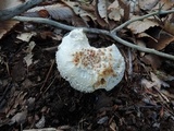 Amanita abrupta image